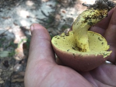 Butyriboletus roseopurpureus