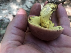 Butyriboletus roseopurpureus