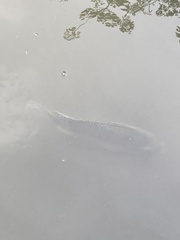 Oreochromis niloticus