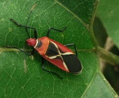 Dysdercus decussatus