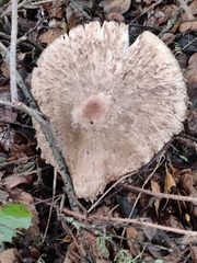 Lepiota clypeolaria