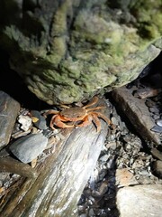 Decapoda