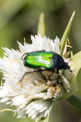 Leucocelis haemorrhoidalis