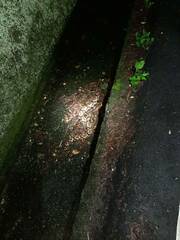 Deinagkistrodon acutus