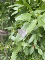 Hypolycaena philippus
