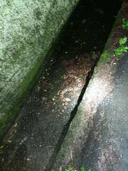 Deinagkistrodon acutus