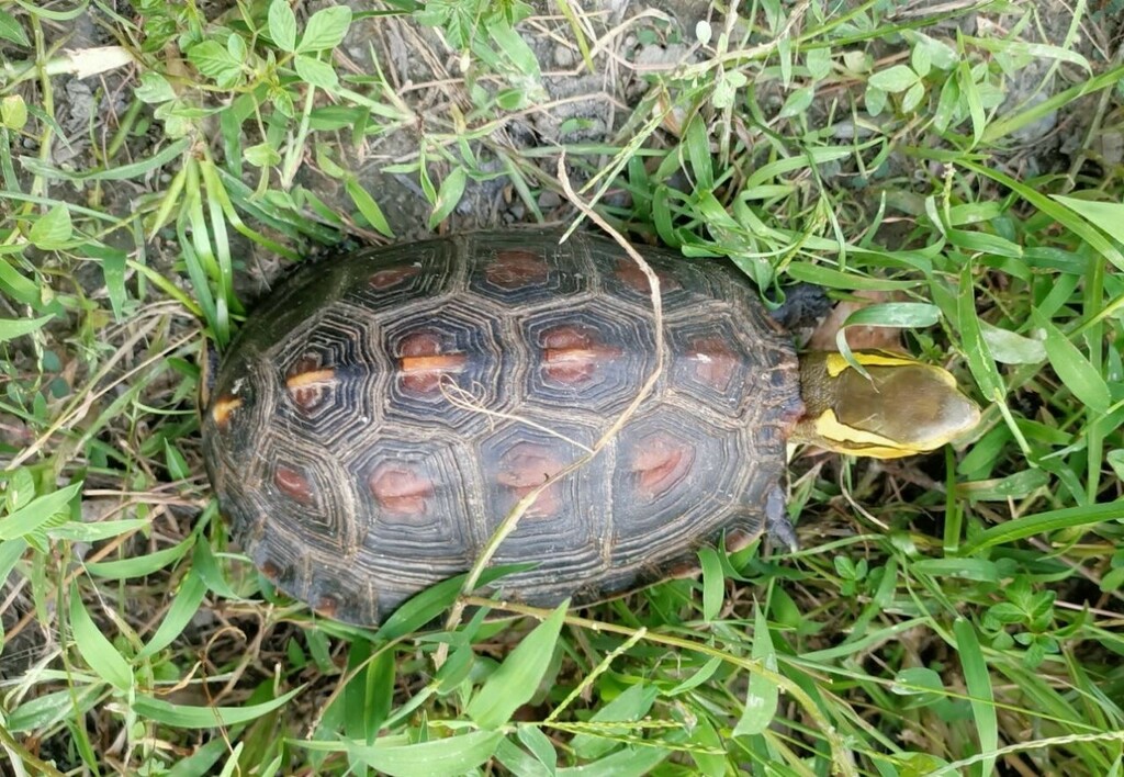 Chinese Box Turtle in October 2022 by inatpeshualien001 · iNaturalist