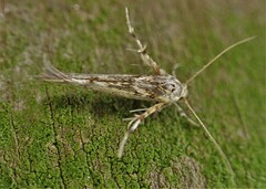 Stathmopoda