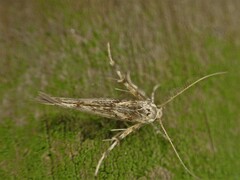Stathmopoda