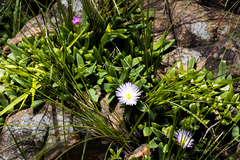 Delosperma suttoniae