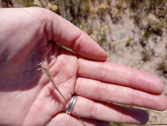 Elionurus muticus