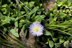 Delosperma suttoniae