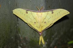 Actias parasinensis