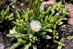Delosperma suttoniae