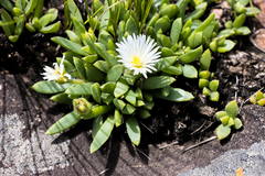 Delosperma suttoniae