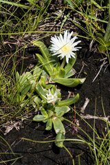 Delosperma suttoniae