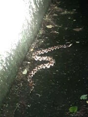 Deinagkistrodon acutus