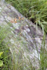 Dipcadi marlothii