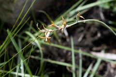 Dipcadi marlothii