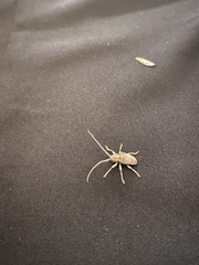 Crossotus stigmaticus