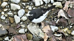Motacilla grandis