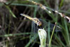 Trithemis furva