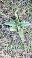 Cirsium horridulum