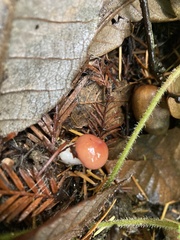 Gomphidius subroseus