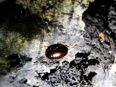 Amarotypus edwardsii