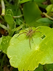 Pardosa pseudoannulata