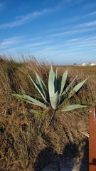 Agave americana