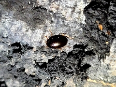 Amarotypus edwardsii