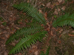 Polystichum aculeatum