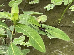 Dolomedes