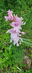 Gladiolus ochroleucus