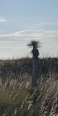 Asparagaceae