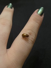 Melolonthinae