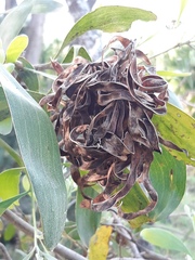 Acacia pycnantha