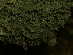 Metzgeria pubescens