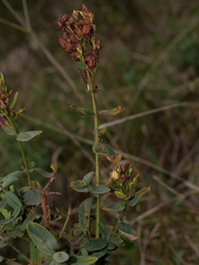 Hypericum hirsutum