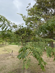 Cassiinae