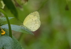 Eurema andersoni