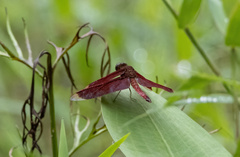 Neurothemis terminata