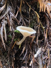 Clitocybe fragrans