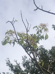 Crateva adansonii formosensis