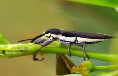 Rhinotia suturalis