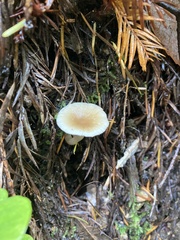 Clitocybe fragrans