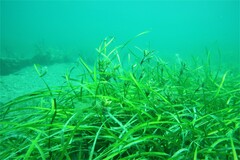 Posidonia australis