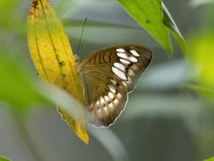 Limenitidinae