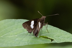 Notocrypta
